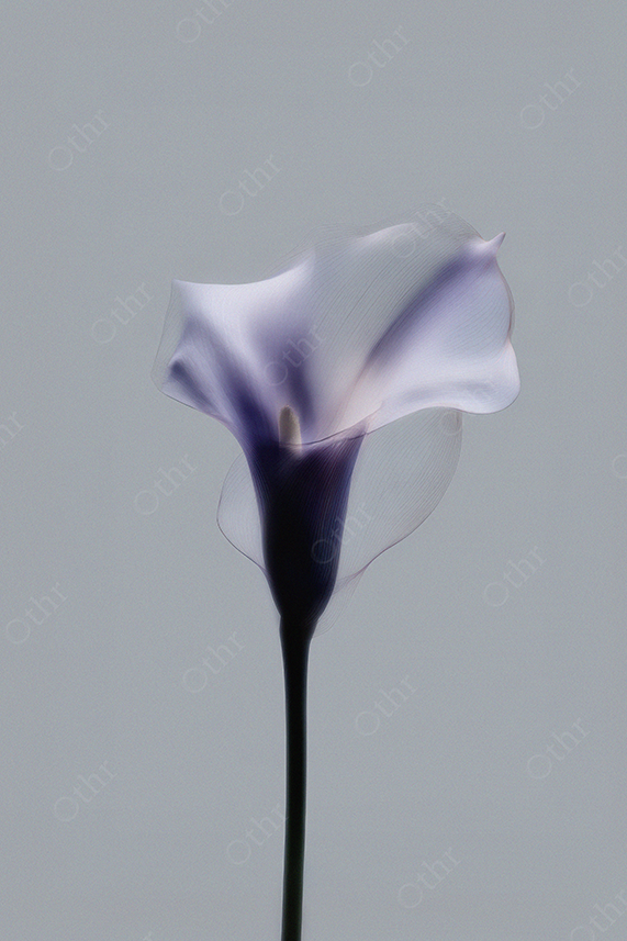 Translucent Purple Calla Lily Against Soft Grey Background