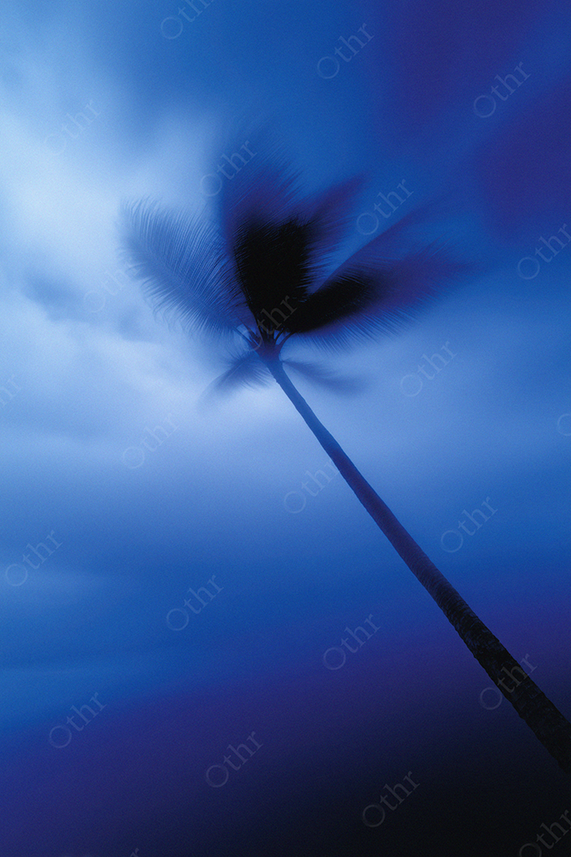 Motion-Blurred Palm Tree Against Blue Sky at Dusk