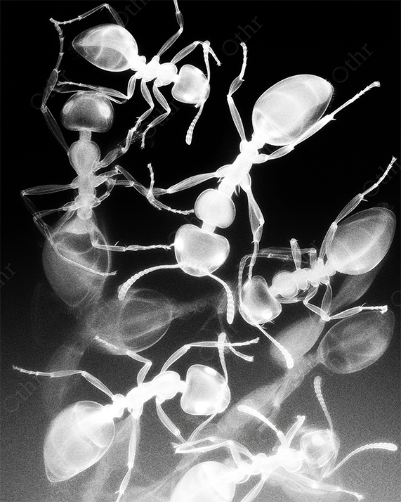 X-Ray Composition of Ants with Black Background – Inverted Monochrome