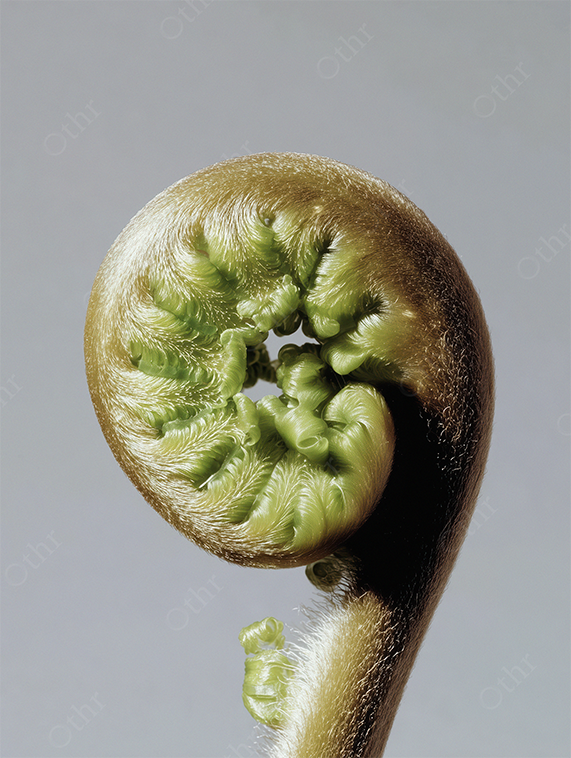 Close-Up of Unfurling Green Fern with a Frog on Grey Background