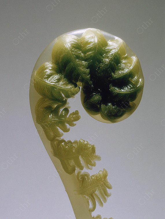 Close-Up of Unfurling Green Fern on Grey Background