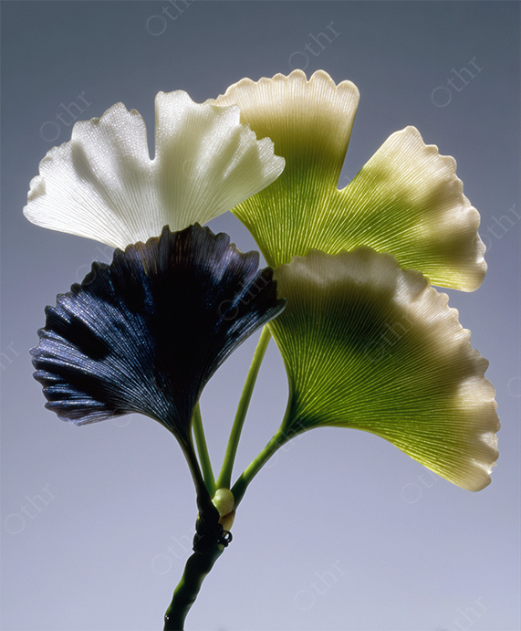 Close-Up of Multi-Coloured Ginkgo Leaves Against Gradient Background