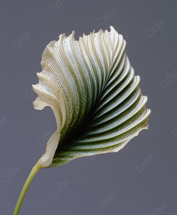 Close-Up of Curved Green and White Textured Leaf Against Grey Gradient Background