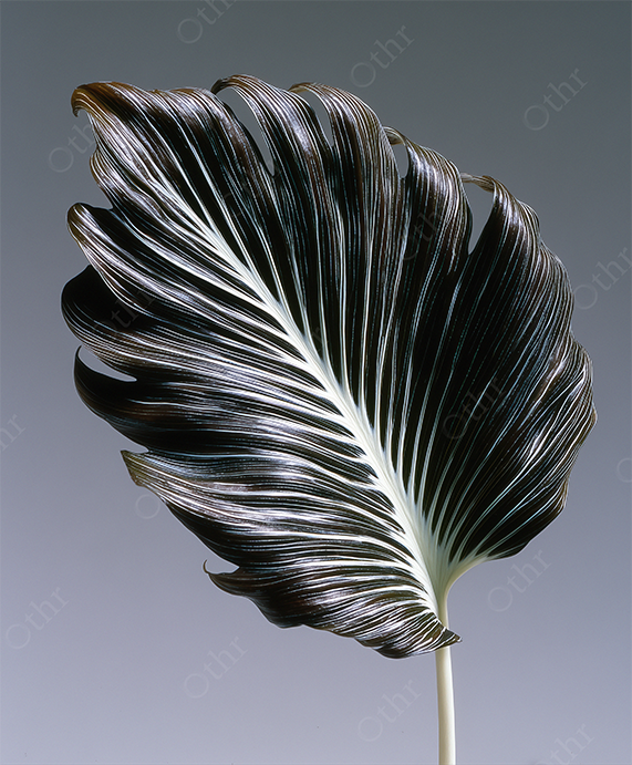 Close-Up of Dark Textured Leaf With White Veins Against Gradient Background