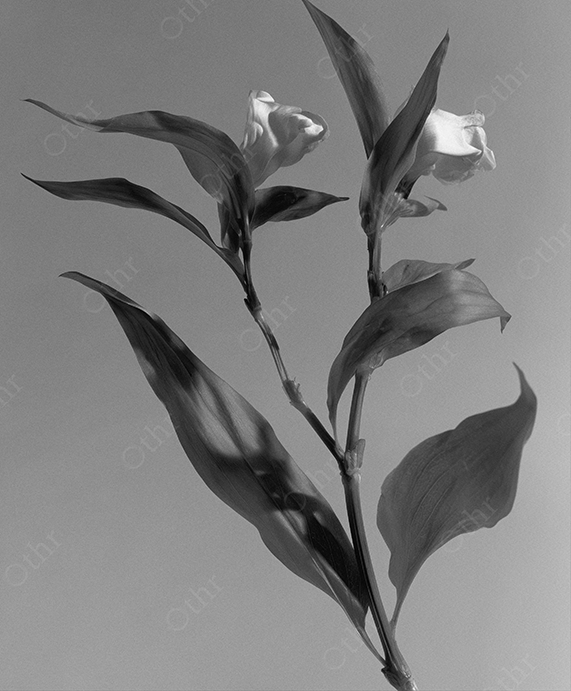 Black and White Close-Up of Flowering Plant Stem With Leaves Against Plain Background