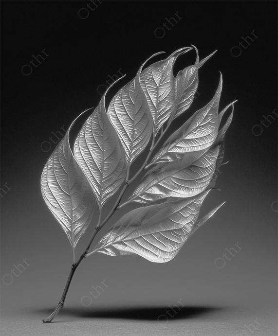 Black and White Close-Up of Leaf Stem With Detailed Vein Patterns Against Dark Gradient Background