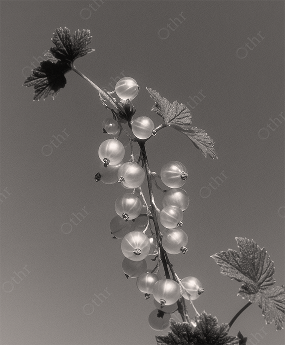 Black and White Close-Up of White Currants on Stem Against Plain Background