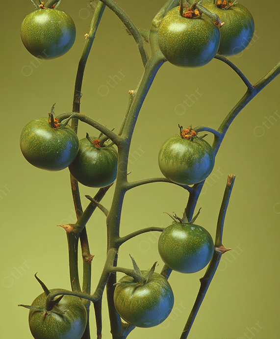 Close-Up of Green Tomatoes on Vine Against Yellow-Green Background