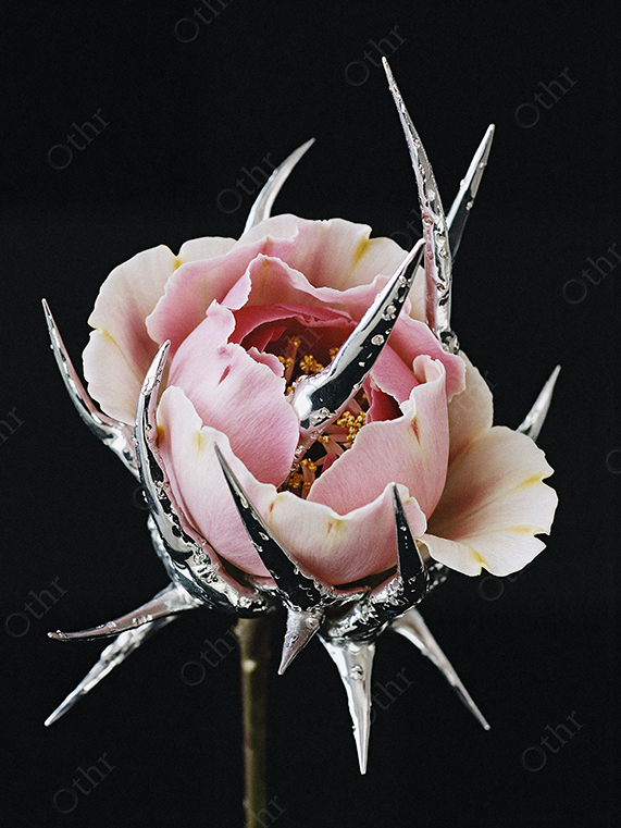 Pink Peony Enclosed in Metallic Spikes Against Black Background
