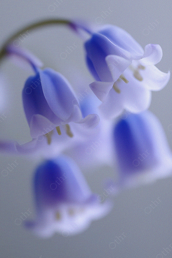 Macro of Purple Bluebell Flowers on Soft Grey Background