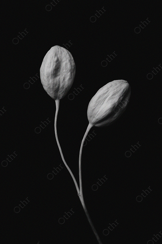 Two Closed Flower Buds in Black and White on Dark Background