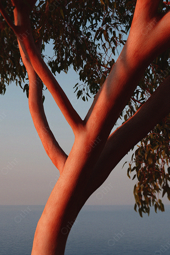 Tree Trunk Illuminated by Sunset Light Overlooking the Sea