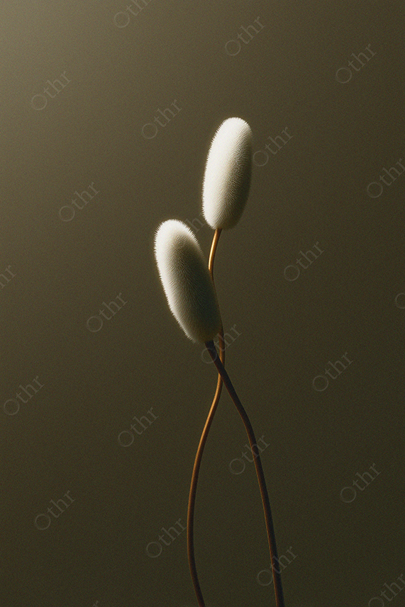 Two Fuzzy White Flower Buds on Thin Stems Against Dark Background