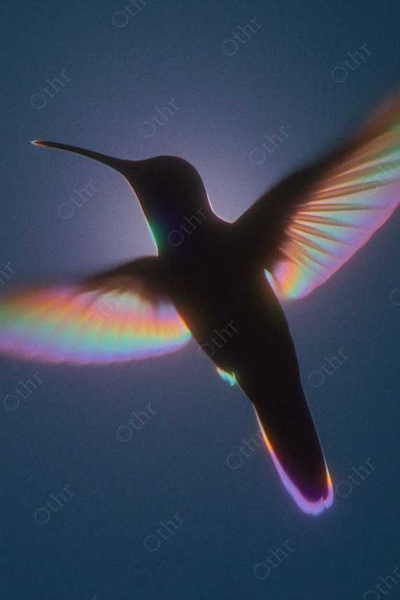 Silhouette of Hummingbird With Rainbow Light on Wings