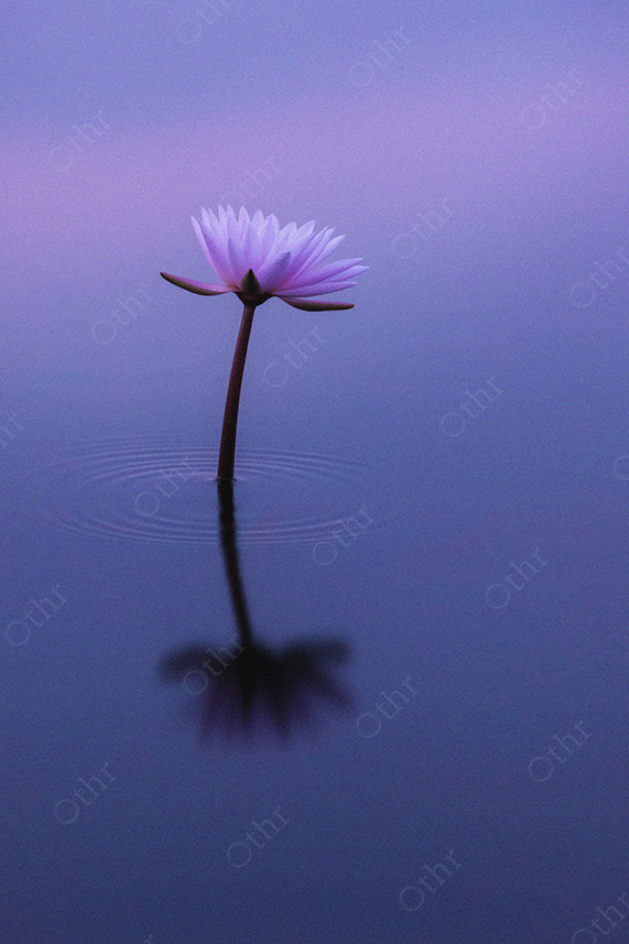 Single Purple Water Lily Reflecting on Calm Water at Dusk