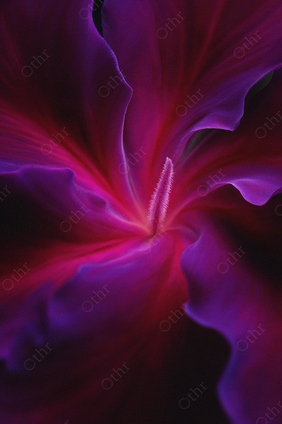 Macro of Vibrant Purple and Red Flower Petals With Central Stamen