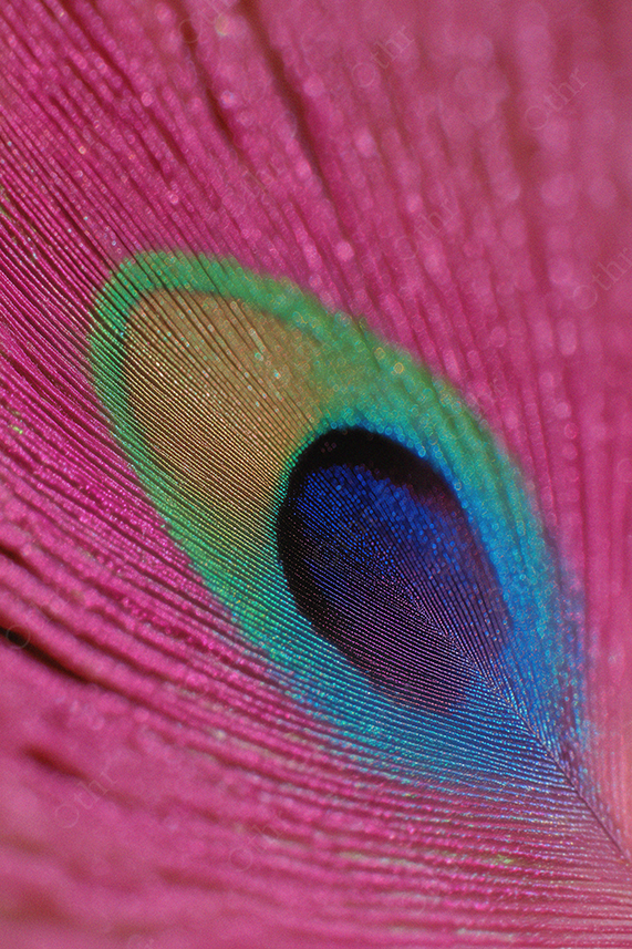 Close-Up of Colourful Peacock Feather With Pink Background