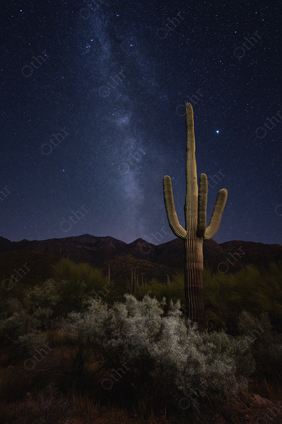 Saguaro Cactus in Desert Landscape Under Starry Night Sky