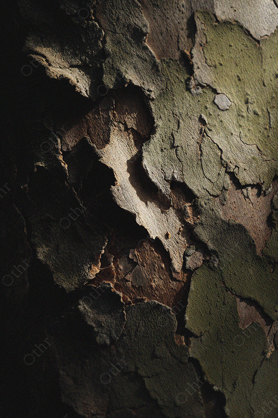 Close-Up of Textured Tree Bark With Peeling Layers