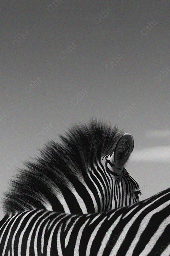 Black and White Close-Up of Zebra Stripes and Mane