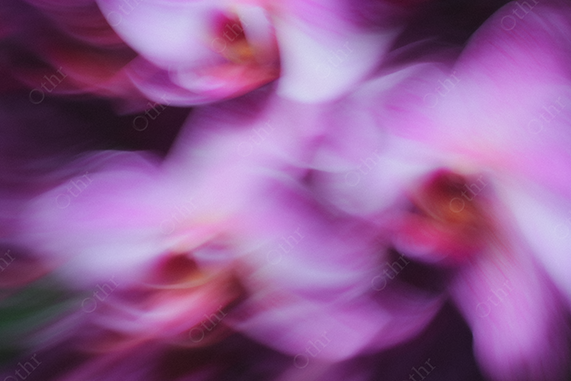 Abstract pink orchid blossom - motion blur.