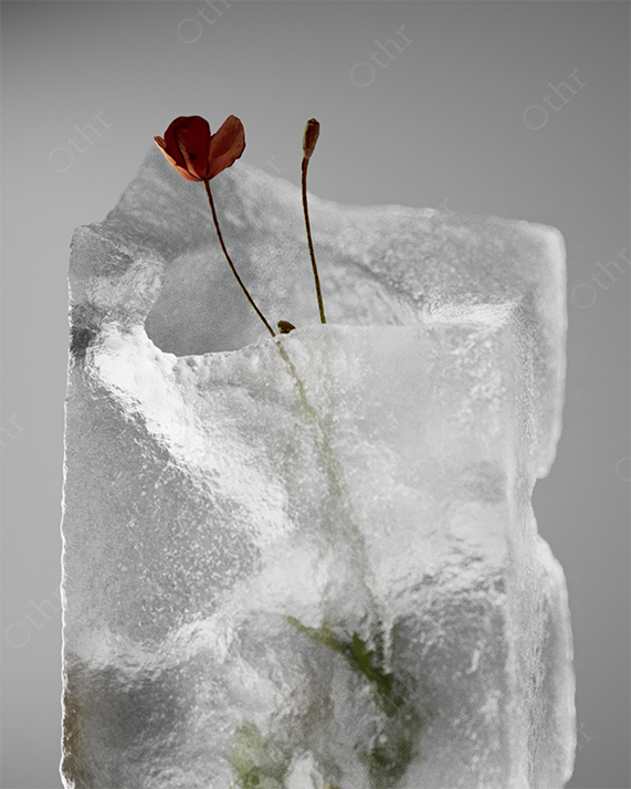 Red Flower Emerging From a Translucent Ice Block Against a Soft Grey Background