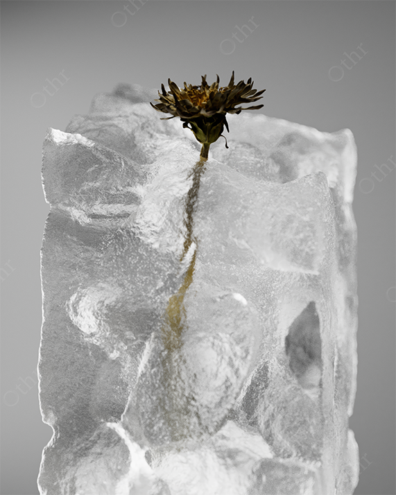 Withered Flower Encased in a Translucent Ice Block Under Soft Studio Lighting