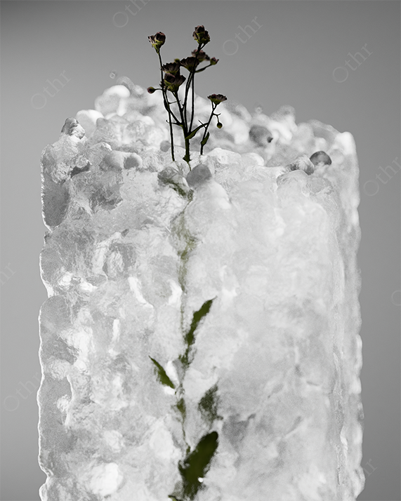 Delicate Flower Stems Emerging From a Textured Ice Block Against a Soft Grey Background
