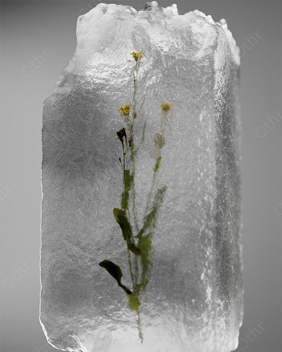 Wildflower Stems Preserved Inside a Clear Ice Block Against a Soft Grey Background