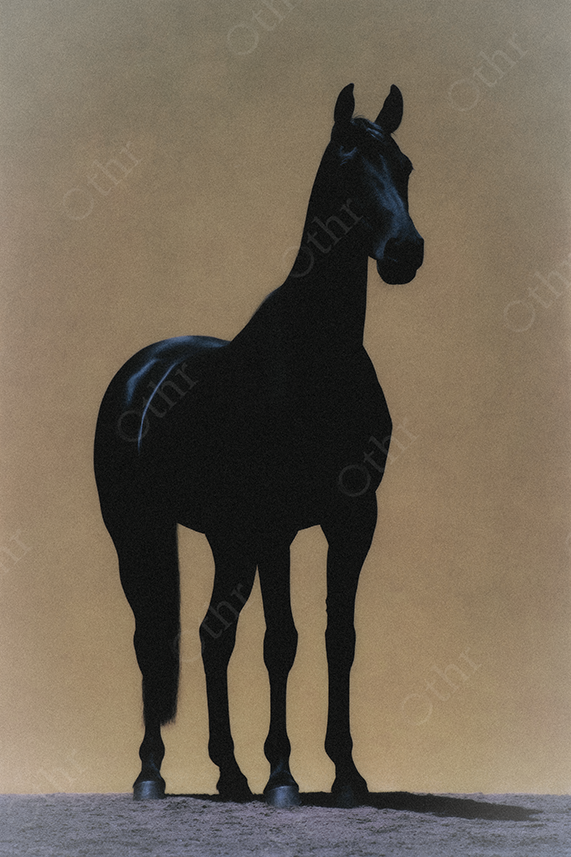 Black horse with a yellow backdrop.
