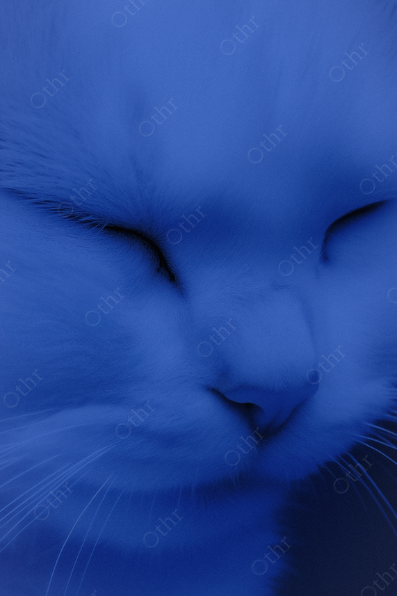 Cat portrait in blue monochrome lighting.