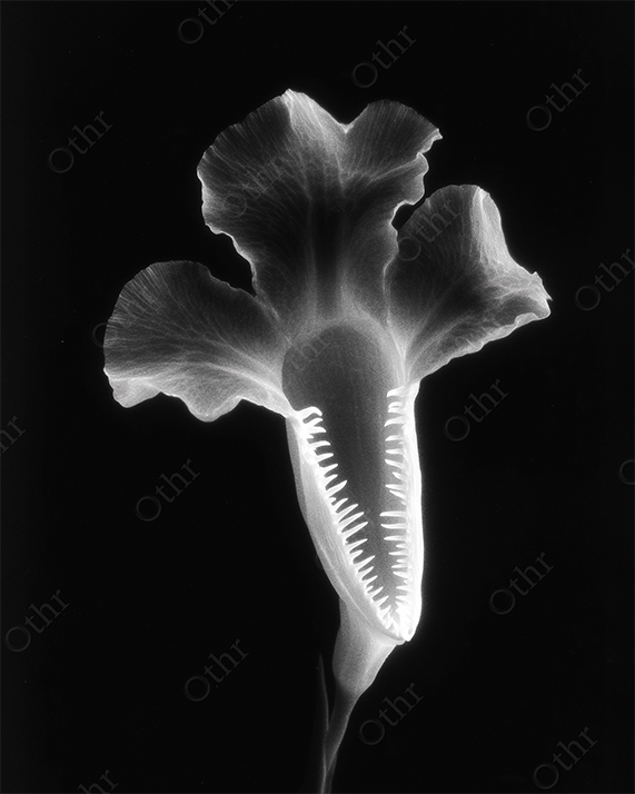 Monochrome Flower Bloom with Serrated Core