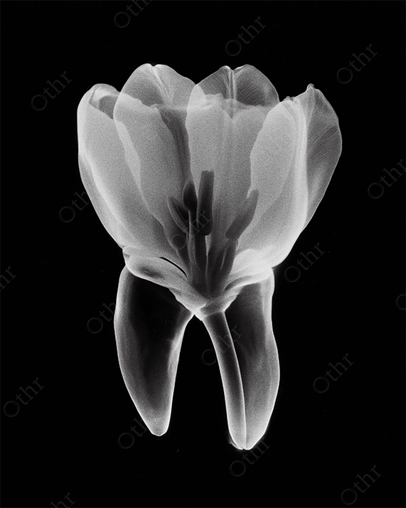 Monochrome Tooth Morphing into a Flower Bloom.
