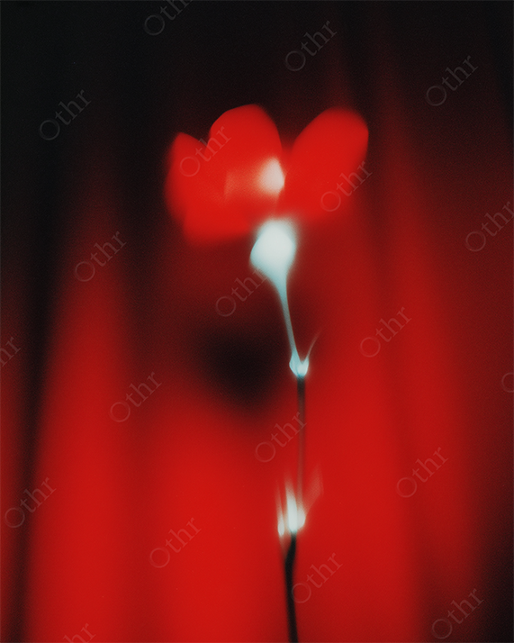 The Memory of Red Flower