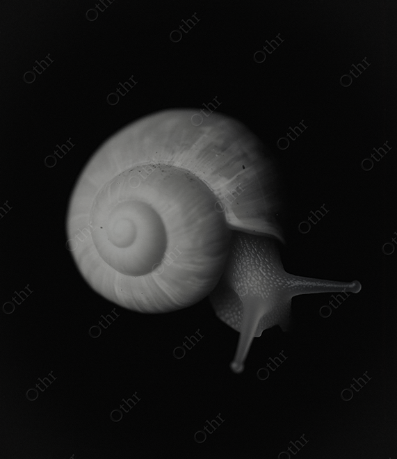 Monochrome Snail on Black Background
