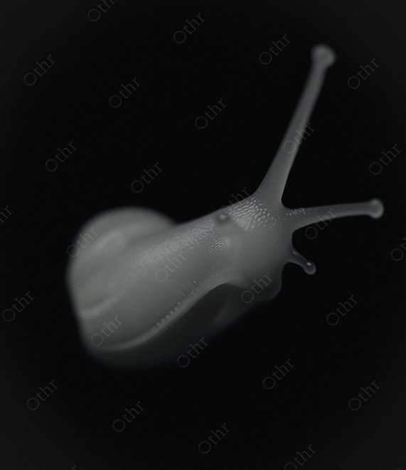 Monochrome Snail on Black Background