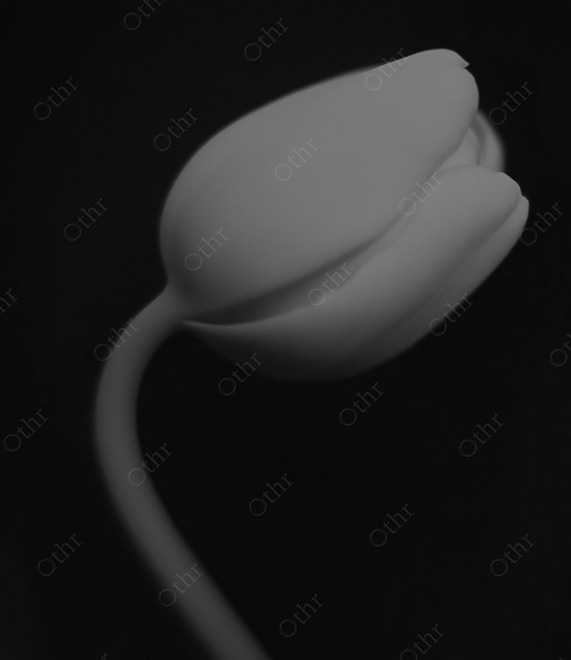 Monochrome White Lily on Black Background