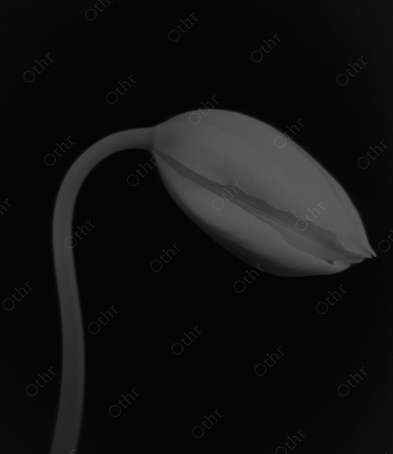 Monochrome White Lily on Black Background