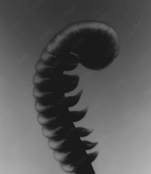 Monochrome Unfurling Fern on Grey Background.