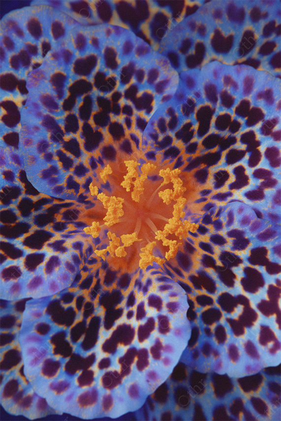 Speckled violet and amber flower.