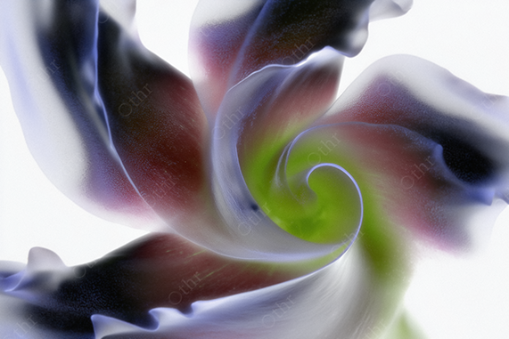 Digitally Enhanced Flower with Green and Purple Colours