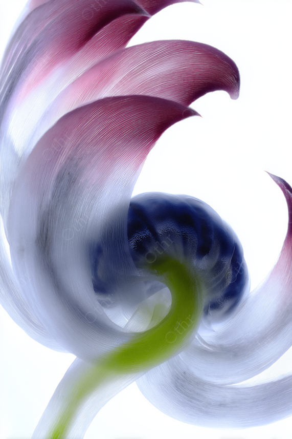Close up of a digitally enhanced flower with curved petals and green stem.