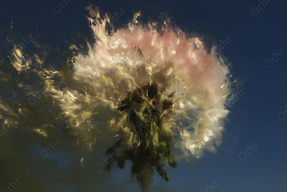 Oil Painting of Dandelion on Fire