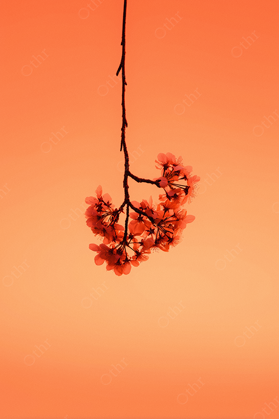 Hanging flower against orange backdrop