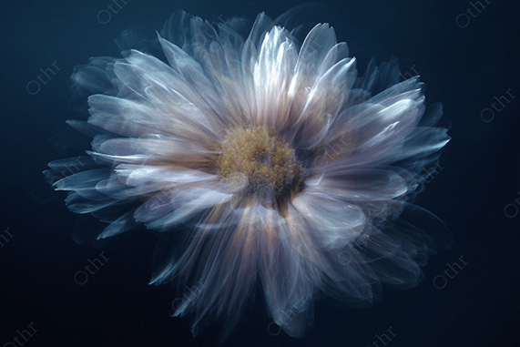 Motion blur flower against black background