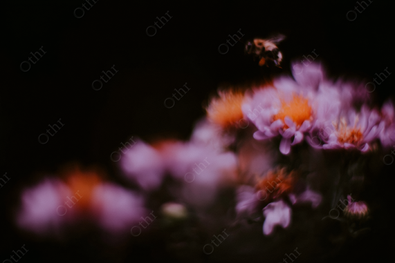 Close-Up of Honey Bee Pollinating a Purple and Orange Flower