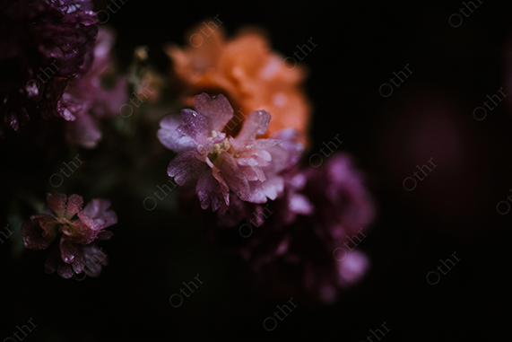 Close-Up of a Purple and Orange Flower