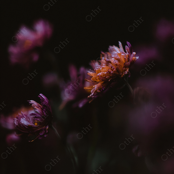 Close-Up of a Purple and Orange Flower