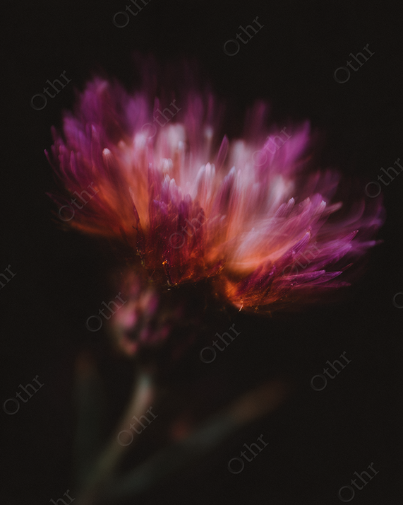 Close-Up of a Purple and Orange Flower with Motion Blur