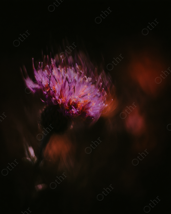 Close-Up of a Purple and Orange Flower
